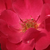 Crvena  - Floribunda ruže - Anna Mège